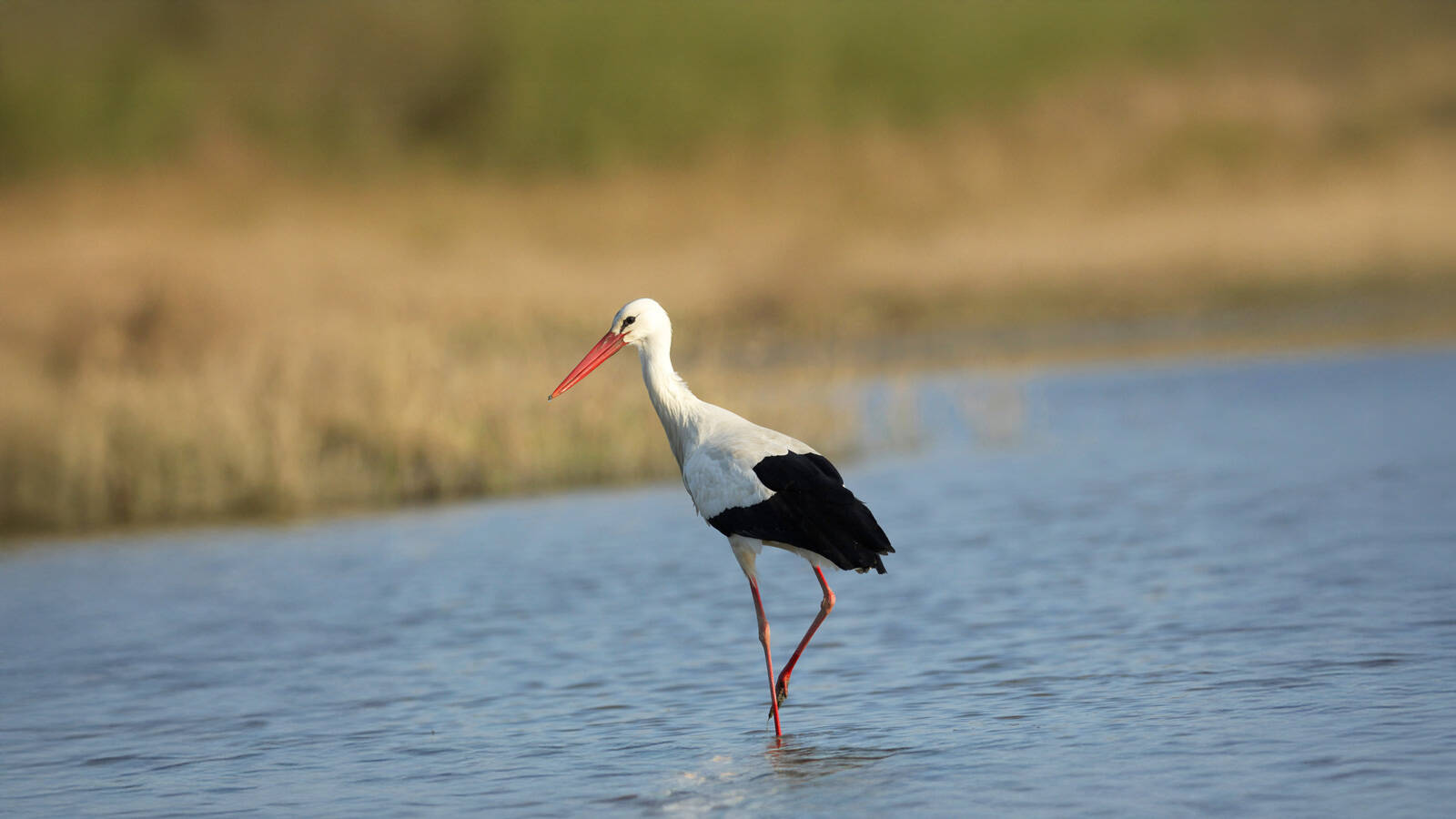reserve-ornithologique-teich